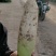 青头萝卜，质量好，一到3斤，产地直销，口感好，颜色漂亮，