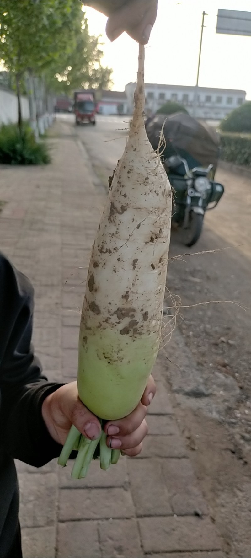 青头萝卜，质量好，一到3斤，产地直销，口感好，颜色漂亮，