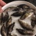 桂花鱼苗活体淡水鱖鱼苗翘嘴鱼肉食性鱼苗包邮