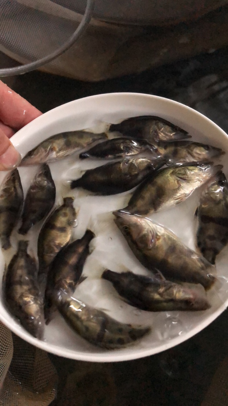 桂花鱼苗活体淡水鱖鱼苗翘嘴鱼肉食性鱼苗包邮