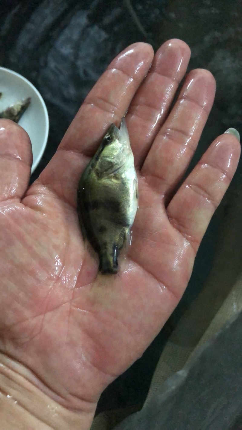 桂花鱼苗活体淡水鱖鱼苗翘嘴鱼肉食性鱼苗包邮