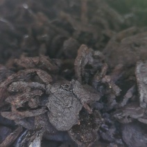 熟地片