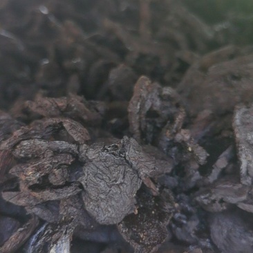 熟地片
