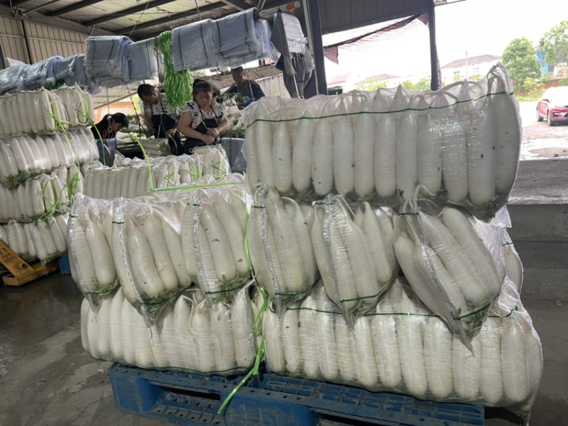 精品白萝卜，各种规格大小分拣。。。。。。。