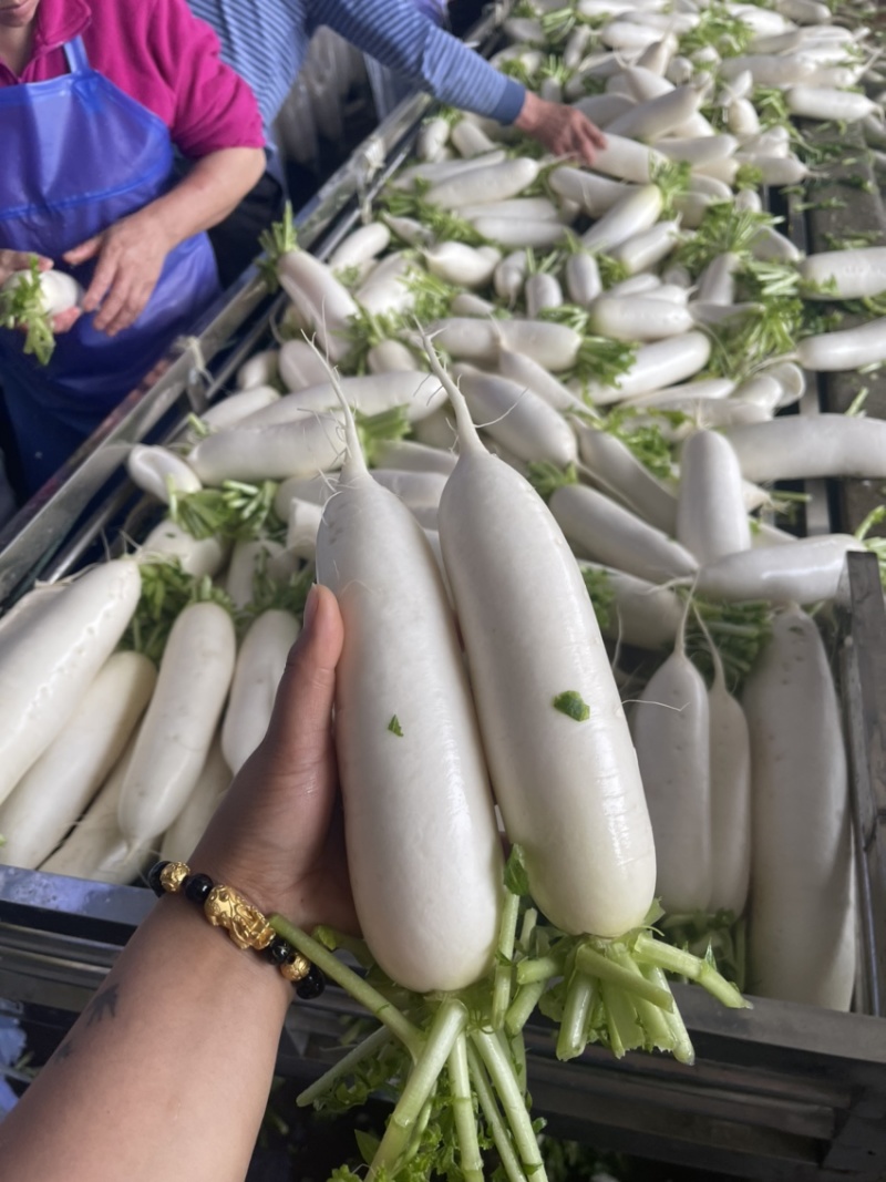 精品白萝卜，各种规格大小分拣。。。。。。。