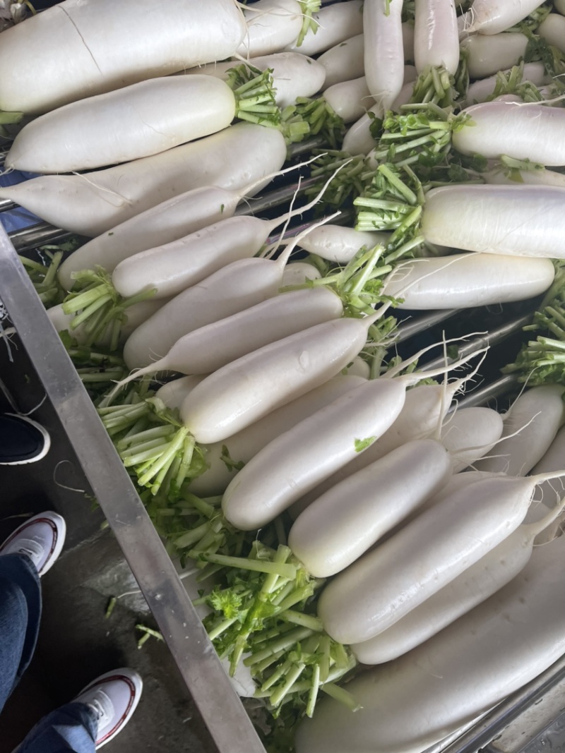 精品白萝卜，各种规格大小分拣。。。。。。。