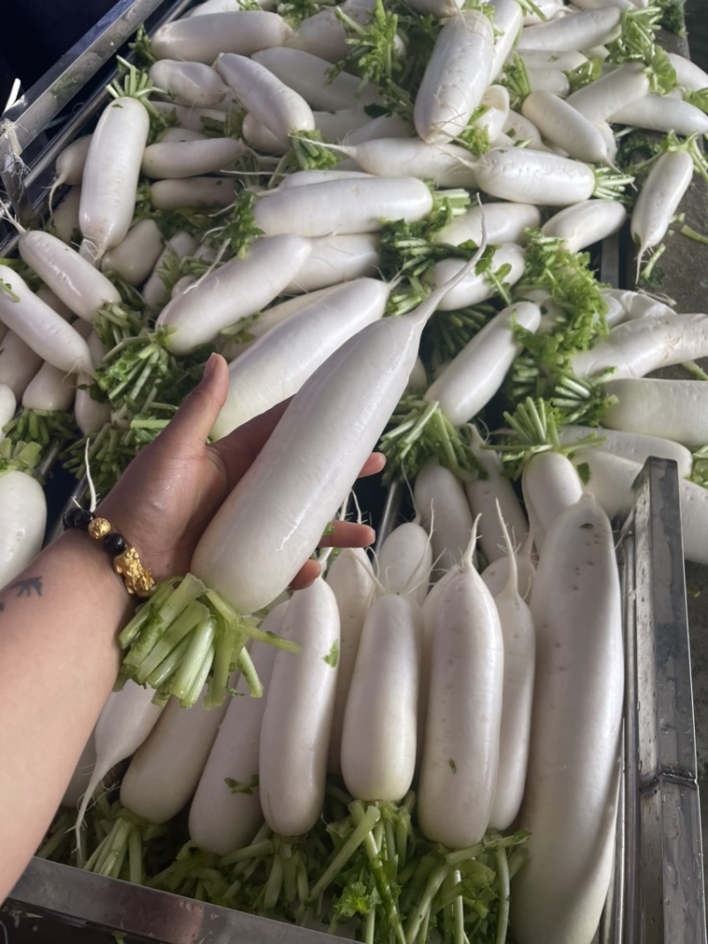 精品白萝卜，各种规格大小分拣。。。。。。。