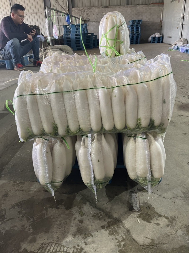 精品白萝卜，各种规格大小分拣。。。。。。。