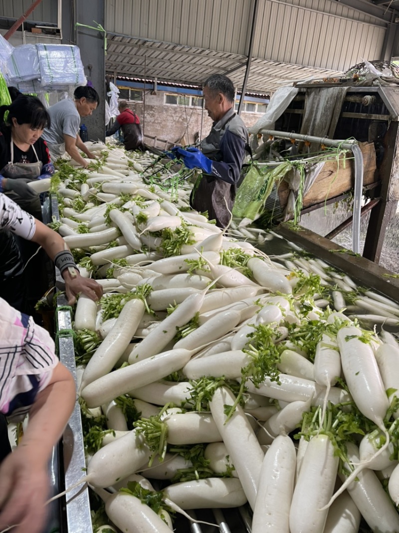 精品白萝卜，各种规格大小分拣。。。。。。。