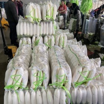 精品白萝卜，各种规格大小分拣。。。。。。。