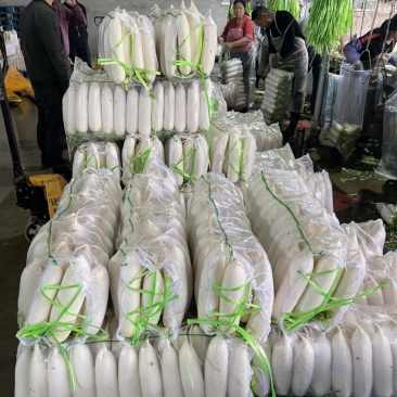 精品白萝卜，各种规格大小分拣。。。。。。。