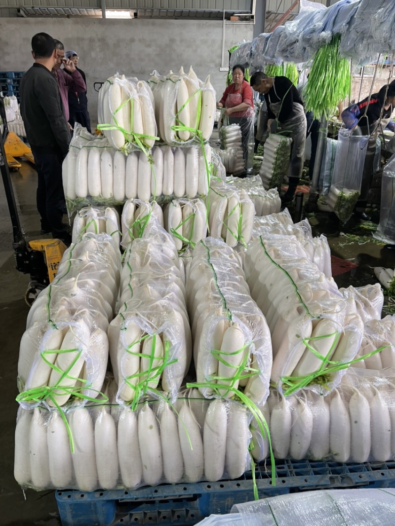 精品白萝卜，各种规格大小分拣。。。。。。。