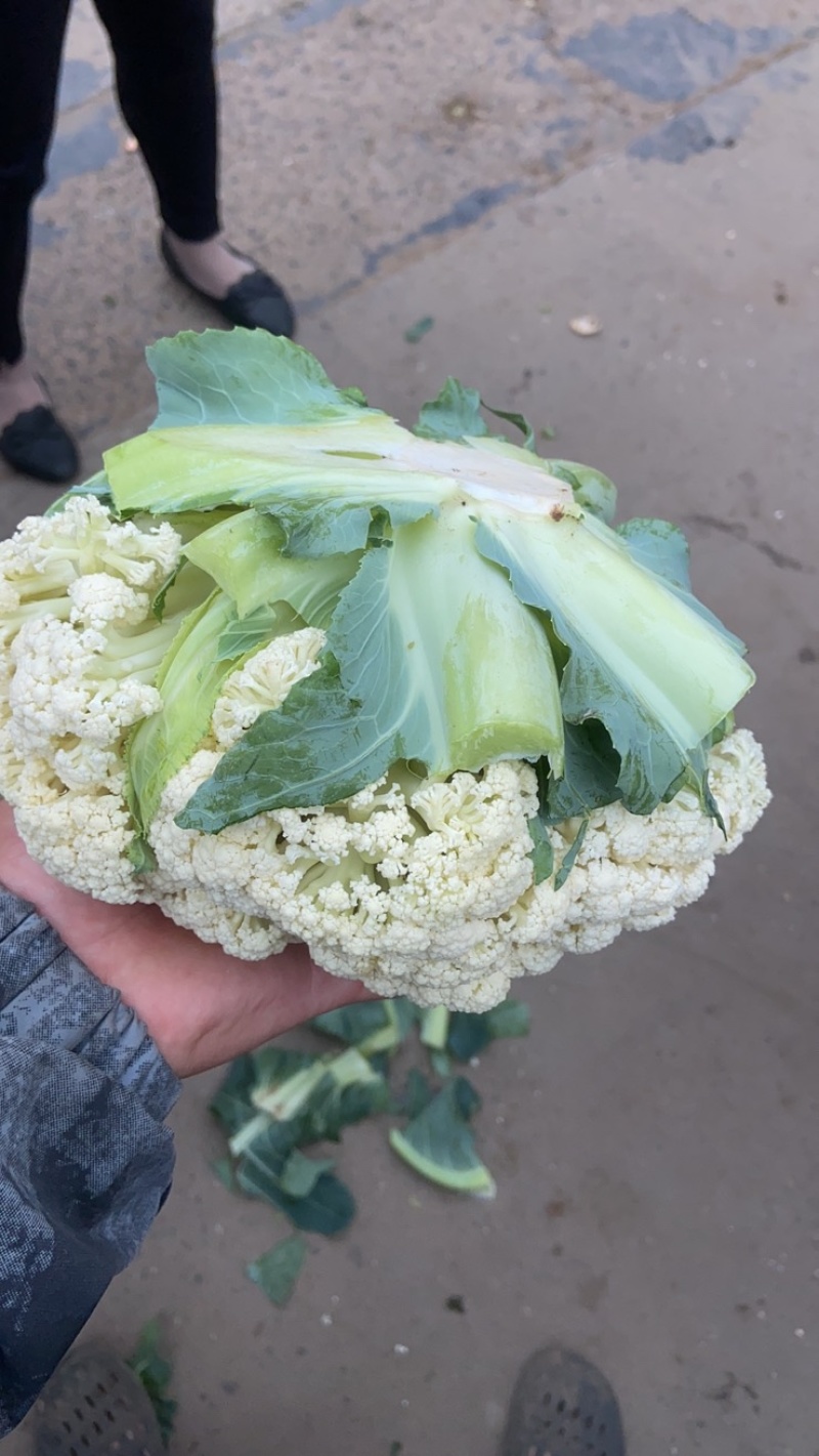 【推荐】有机花菜产地直发大量现货可视频看货品质保证