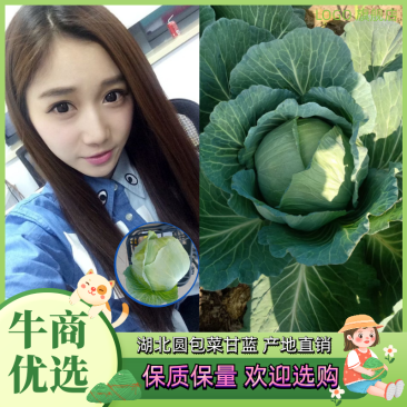圆包菜甘蓝旺旺京丰奥奇娜铁包斯特丹产地