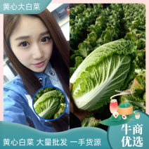 黄心大白菜大量批发一手货源产地直供耐运输无烂心欢迎选购