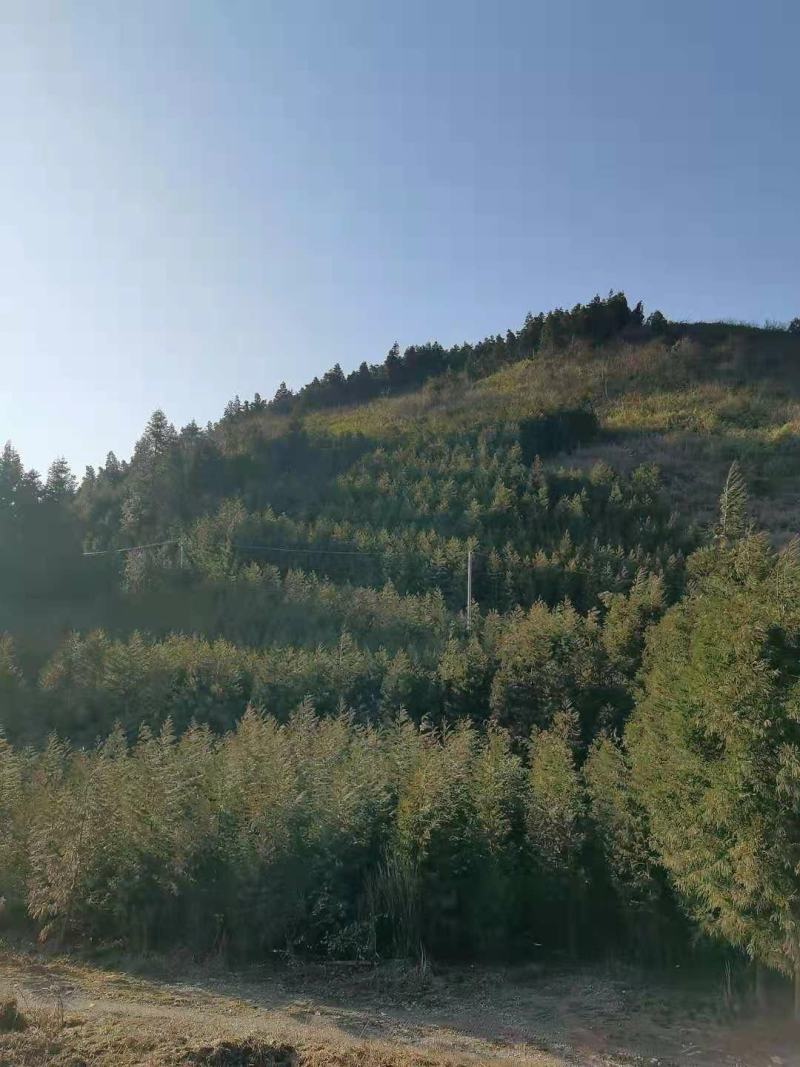 【热销】湖北基地大量供应杉树，3到30公分规格齐全发全国