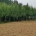 【热销】湖北基地大量供应杉树，3到30公分规格齐全发全国