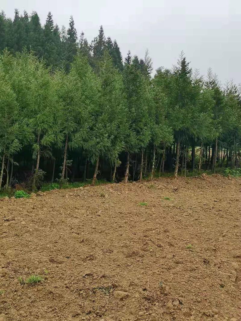 【热销】湖北基地大量供应杉树，3到30公分规格齐全发全国