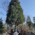 【热销】湖北基地大量供应杉树，3到30公分规格齐全发全国