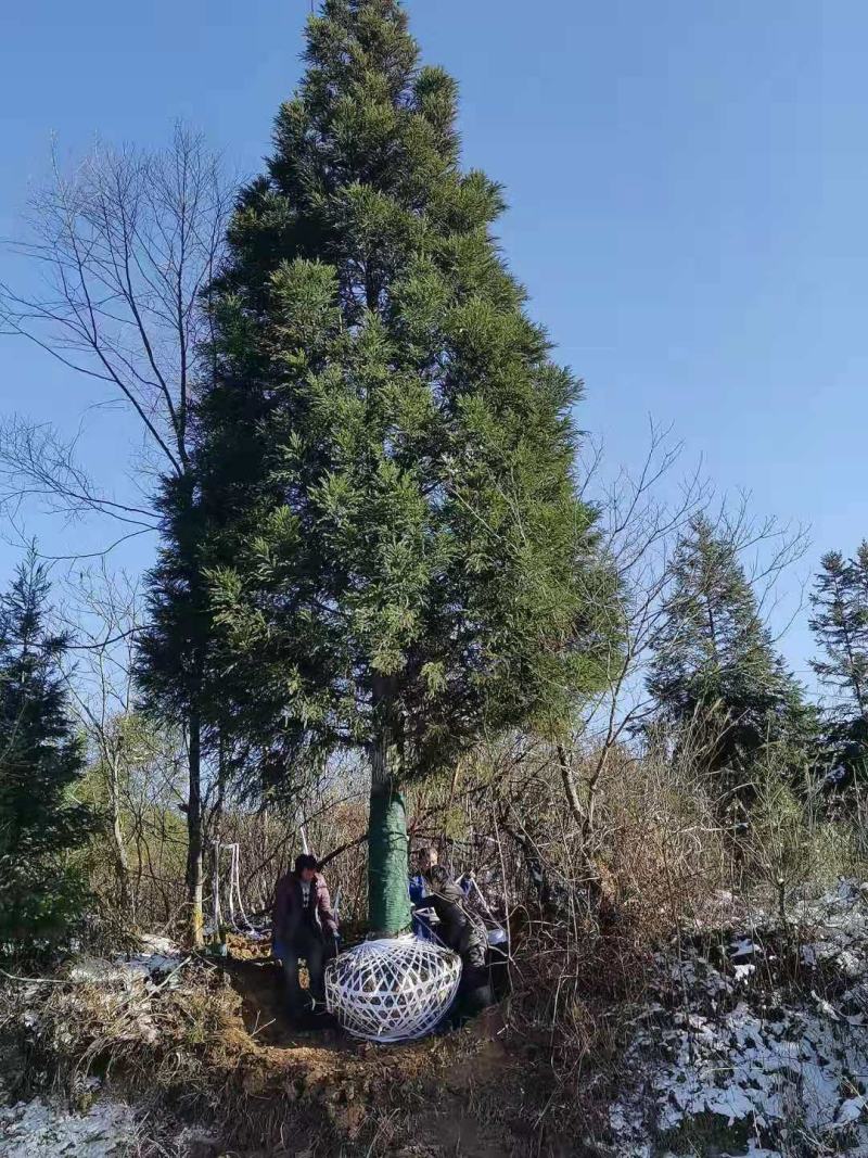 【热销】湖北基地大量供应杉树，3到30公分规格齐全发全国