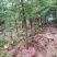 【热销】湖北基地大量供应杉树，3到30公分规格齐全发全国