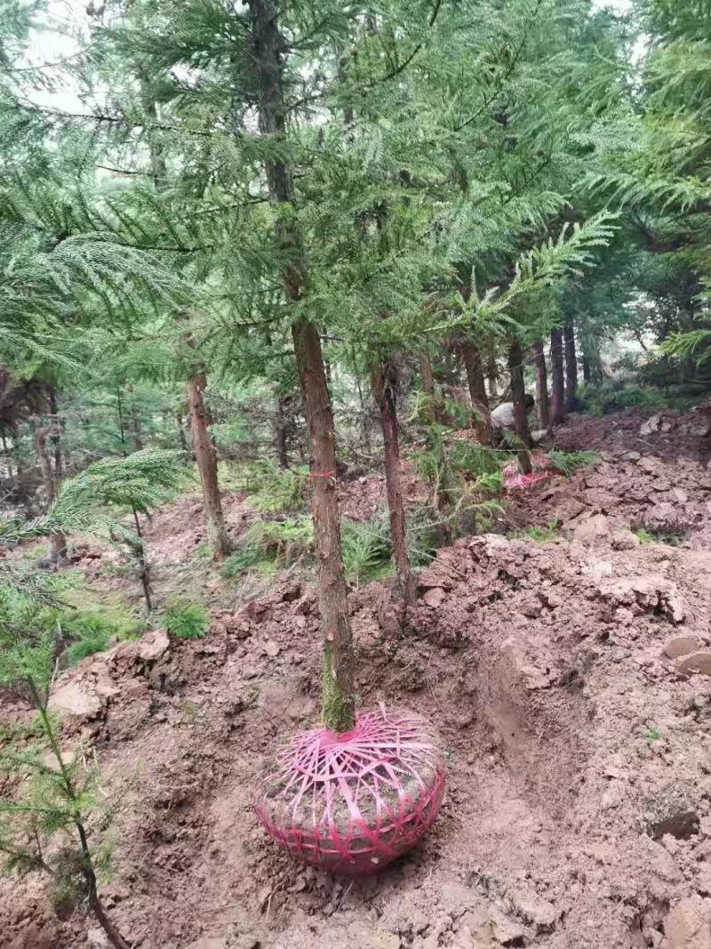 【热销】湖北基地大量供应杉树，3到30公分规格齐全发全国