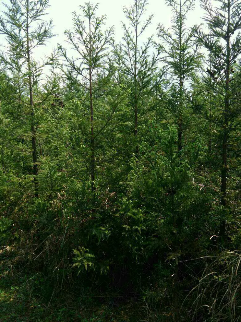 【热销】湖北基地大量供应杉树，3到30公分规格齐全发全国