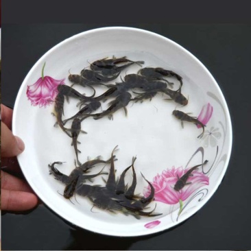 淡水优质黄骨鱼苗-品种优良-生长速度快-抗病力强，