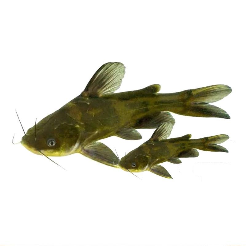 淡水优质黄骨鱼苗-品种优良-生长速度快-抗病力强，
