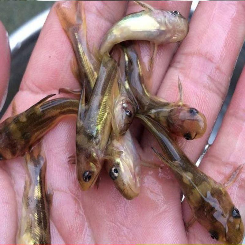 淡水优质黄骨鱼苗-品种优良-生长速度快-抗病力强，