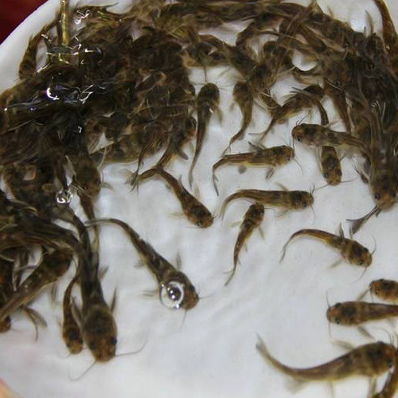 淡水优质黄骨鱼苗-品种优良-生长速度快-抗病力强，