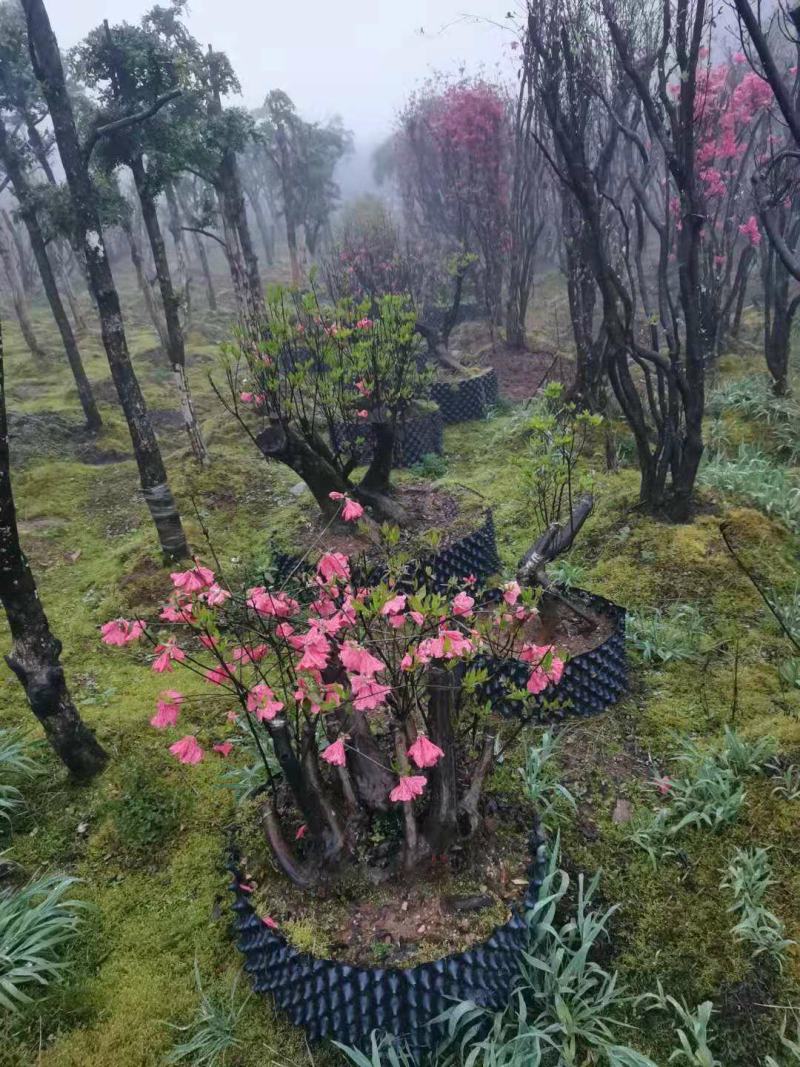 湖北基地映山红桩，杜鹃盆景欢迎实地考察，根系发达全国发货