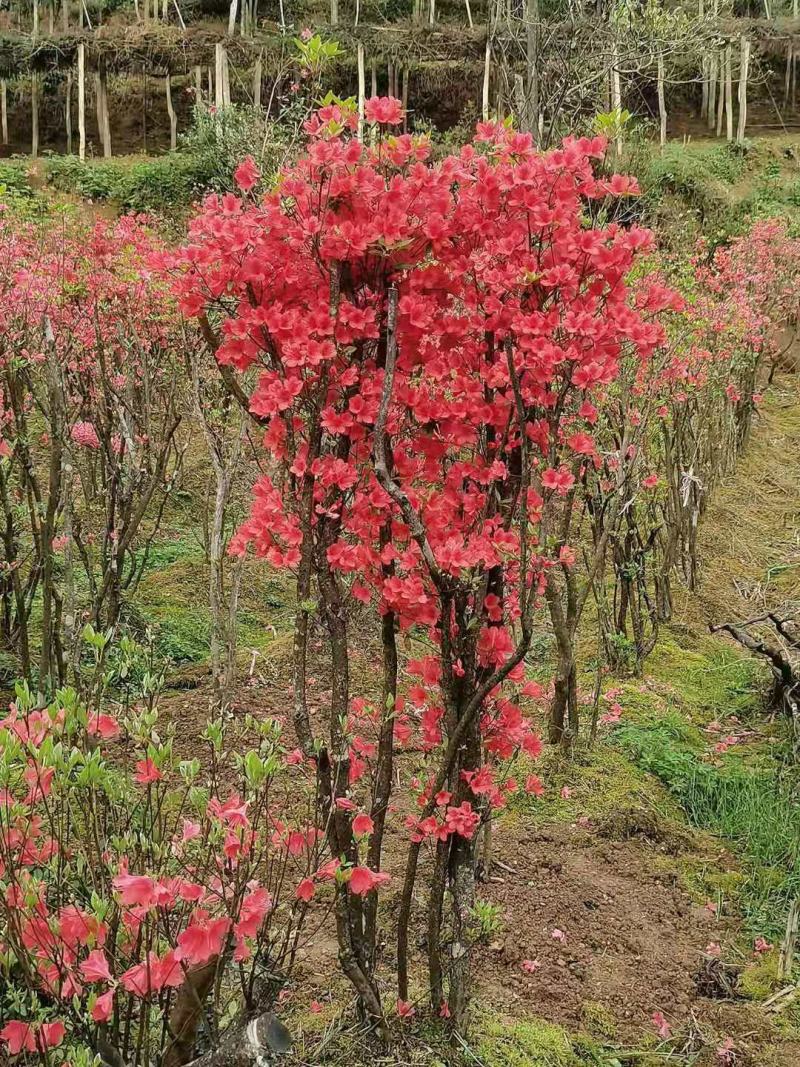 湖北基地映山红桩，杜鹃盆景欢迎实地考察，根系发达全国发货