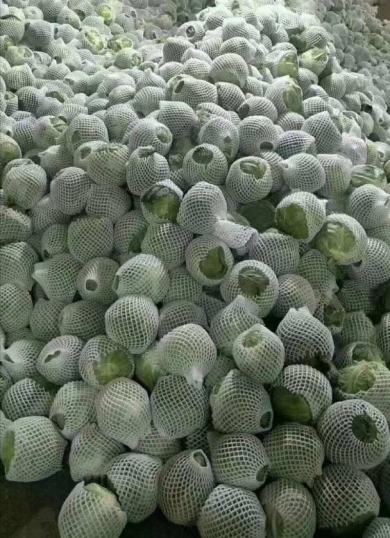 精品（兰州货）甘蓝，大量有货中，欢迎全国市场老板联系