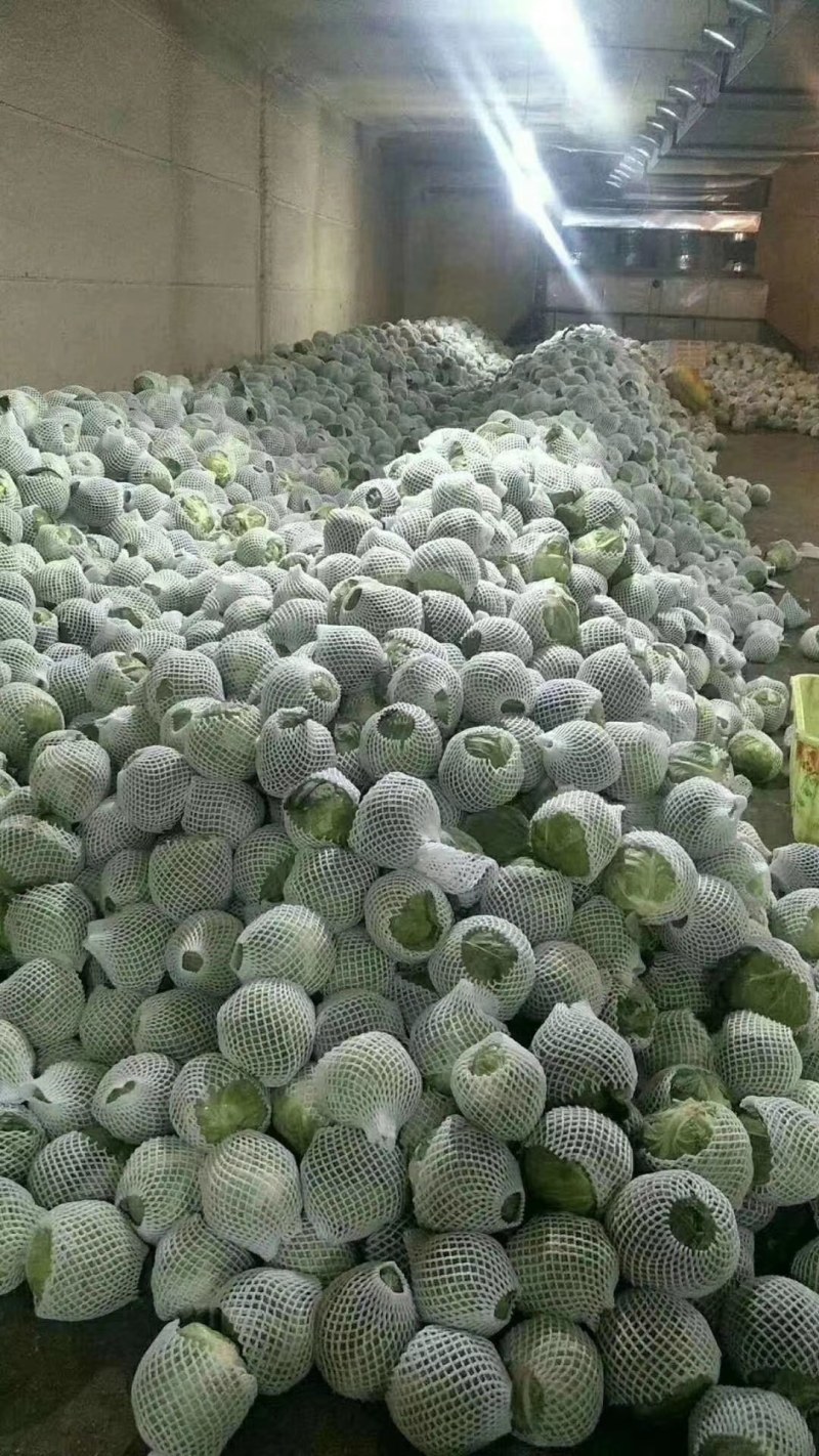 精品（兰州货）甘蓝，大量有货中，欢迎全国市场老板联系