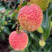 一骑红尘妃子笑，无人知是荔枝来，批量上市，一件代发