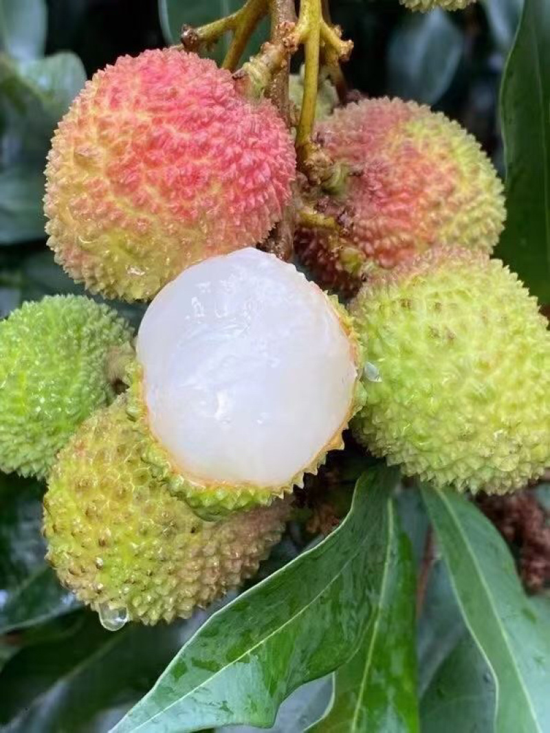 一骑红尘妃子笑，无人知是荔枝来，批量上市，一件代发