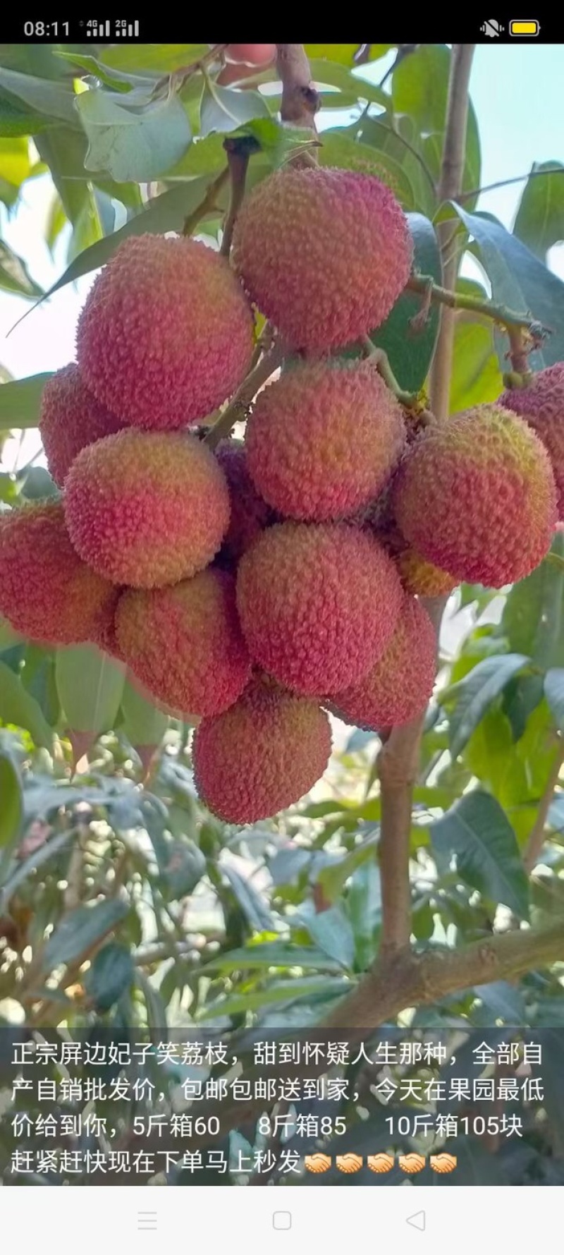 一骑红尘妃子笑，无人知是荔枝来，批量上市，一件代发