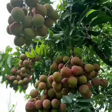一骑红尘妃子笑，无人知是荔枝来，批量上市，一件代发