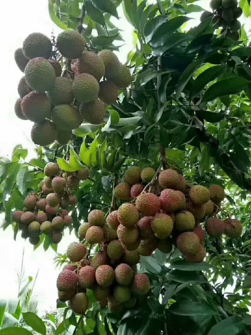 一骑红尘妃子笑，无人知是荔枝来，批量上市，一件代发