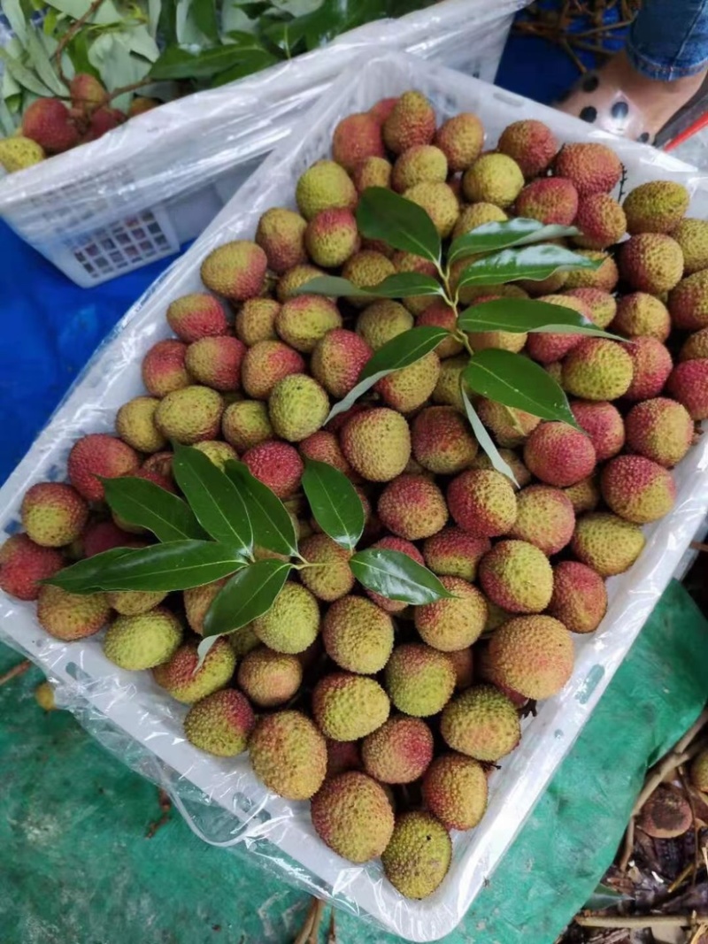 一骑红尘妃子笑，无人知是荔枝来，批量上市，一件代发