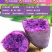 【全年现货秒发】沙地紫薯新鲜红薯地瓜板栗蜜薯蔬菜番薯批发