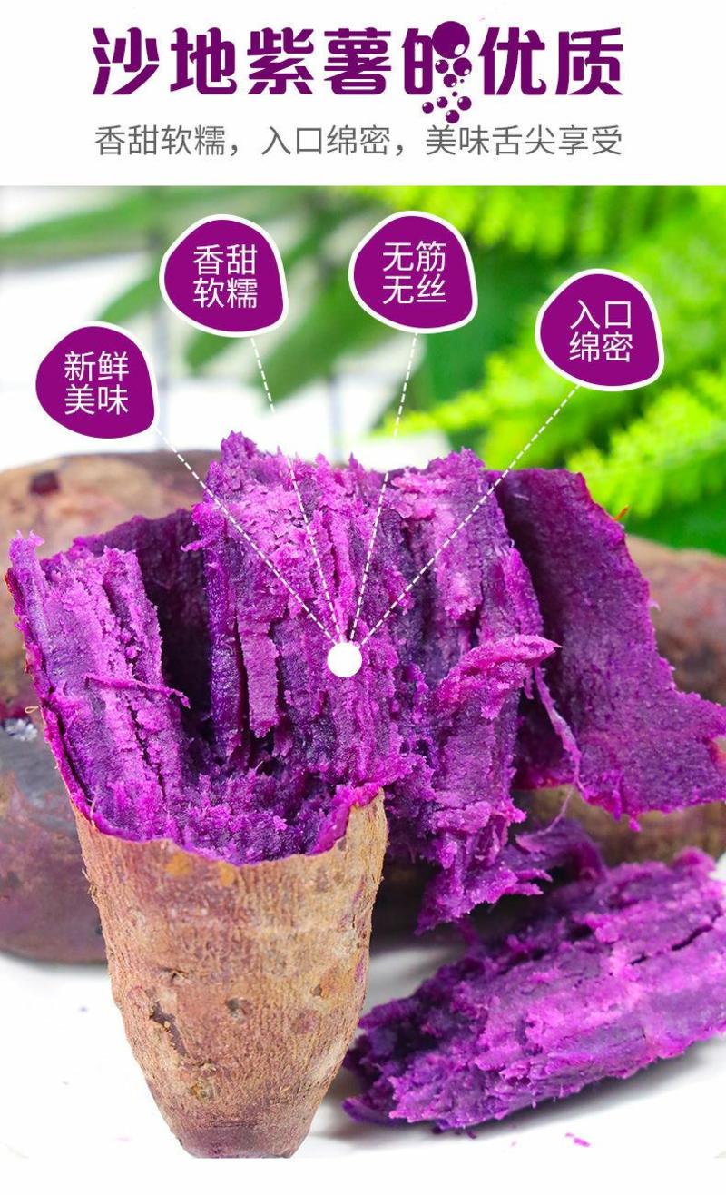 【全年现货秒发】沙地紫薯新鲜红薯地瓜板栗蜜薯蔬菜番薯批发