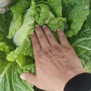 精品（兰州货）大白菜大量有货，欢迎全国市场老板联系