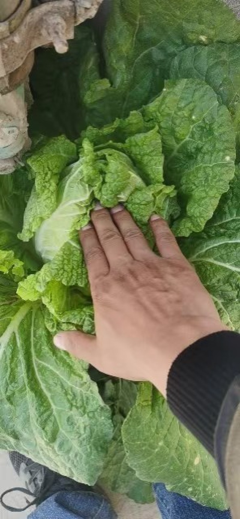 精品（兰州货）大白菜大量有货，欢迎全国市场老板联系