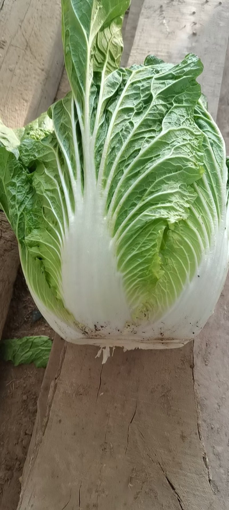 精品（兰州货）大白菜大量有货，欢迎全国市场老板联系