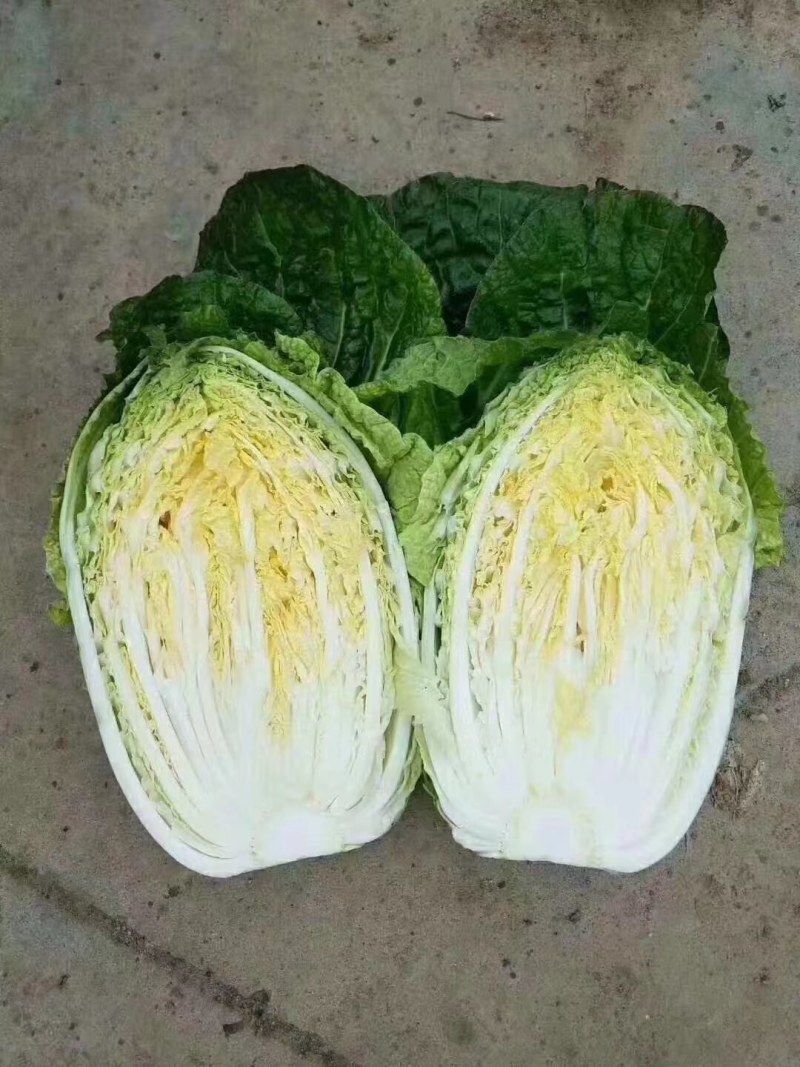 精品（兰州货）大白菜大量有货，欢迎全国市场老板联系