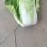 精品（兰州货）大白菜大量有货，欢迎全国市场老板联系