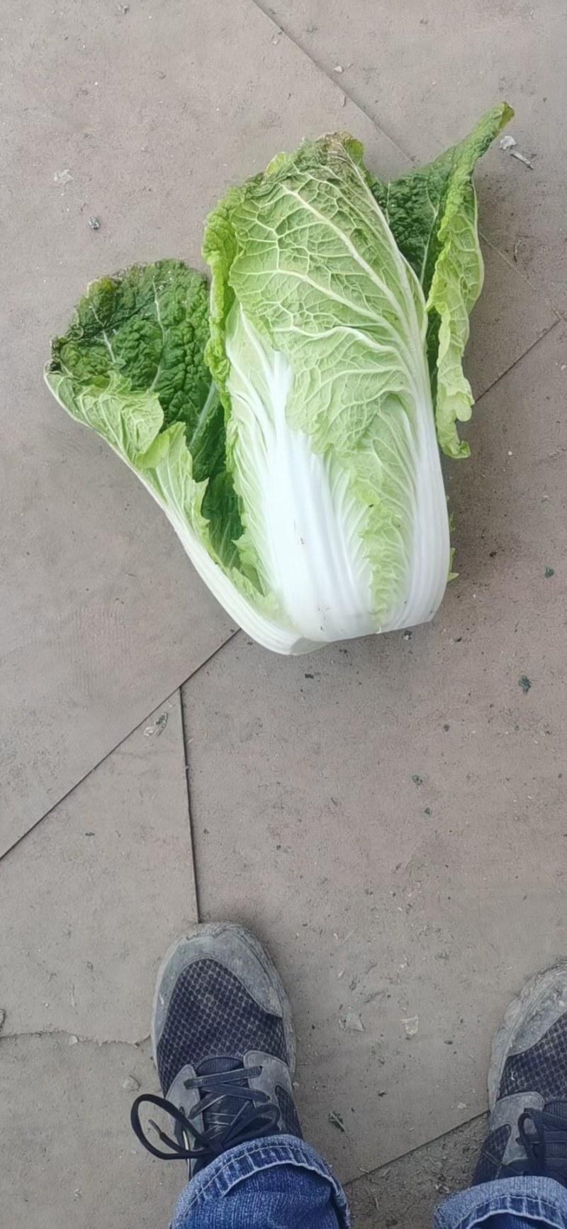 精品（兰州货）大白菜大量有货，欢迎全国市场老板联系