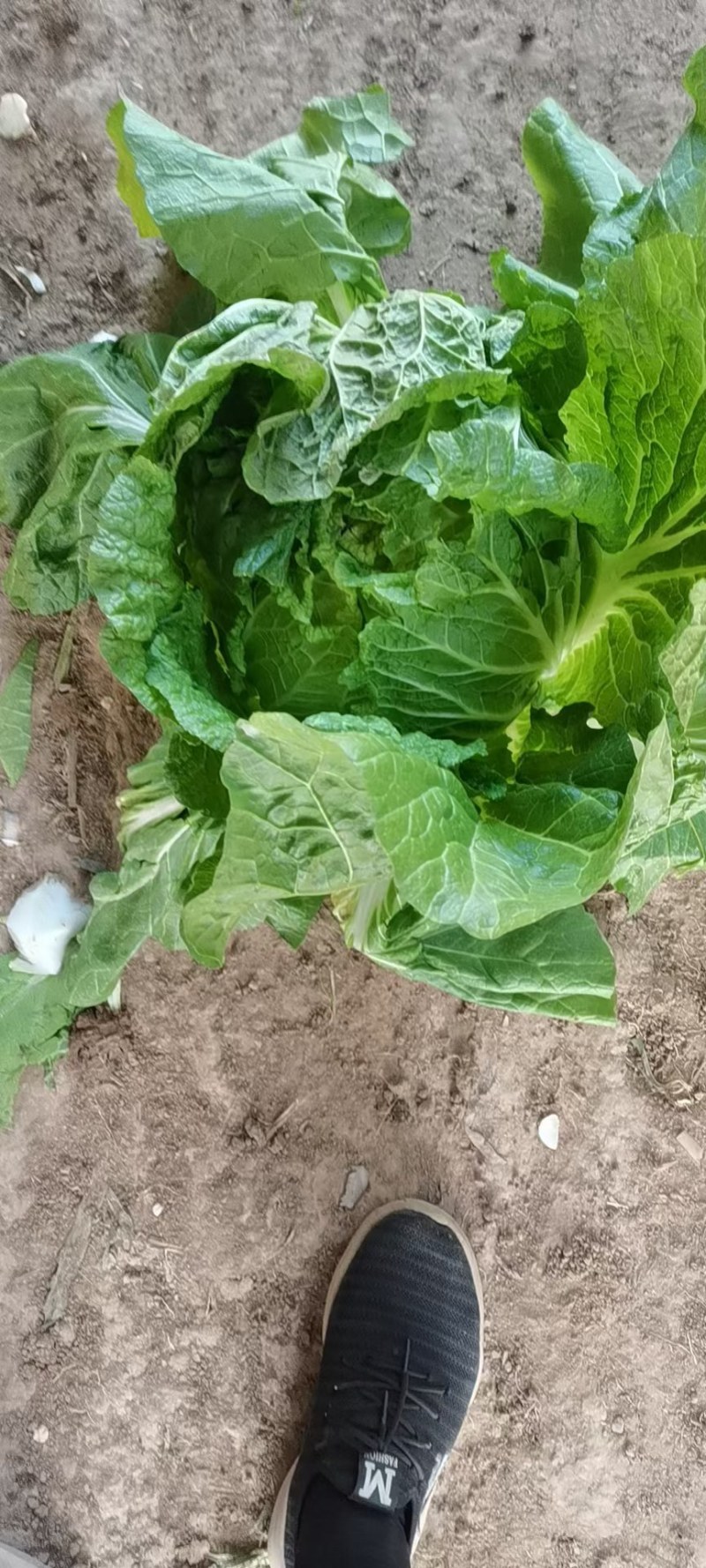 精品（兰州货）大白菜大量有货，欢迎全国市场老板联系